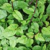 Red Malabar Spinach Seeds | Heirloom - Image 5