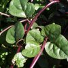 Red Malabar Spinach Seeds | Heirloom