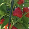 Red Mushroom Pepper Seeds | Hot - Image 2