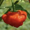 Red Mushroom Pepper Seeds | Hot