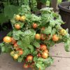 Red Robin Tomato Seeds