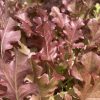 Red Salad Bowl Leaf Lettuce Seeds | Heirloom - Image 2