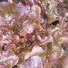 Red Salad Bowl Leaf Lettuce Seeds | Heirloom