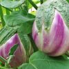 Italian Veggie Collection | Seeds - Image 3