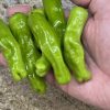 Shishito Pepper Seeds | Heirloom - Image 4