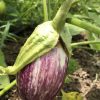 Shooting Stars Eggplant | Heirloom - Image 2