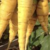 Solar Yellow Carrot Seeds | Heirloom - Image 2