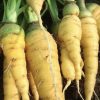 Solar Yellow Carrot Seeds | Heirloom