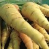 Solar Yellow Carrot Seeds | Heirloom - Image 3