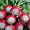 Rainbow Radish Collection | Seeds - Image 2