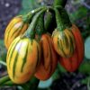 Striped Togo Eggplant Seeds | Heirloom - Image 5