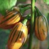 Striped Togo Eggplant Seeds | Heirloom - Image 3