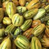 Striped Togo Eggplant Seeds | Heirloom - Image 4