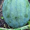 Watermelon Collection | Seeds - Image 6
