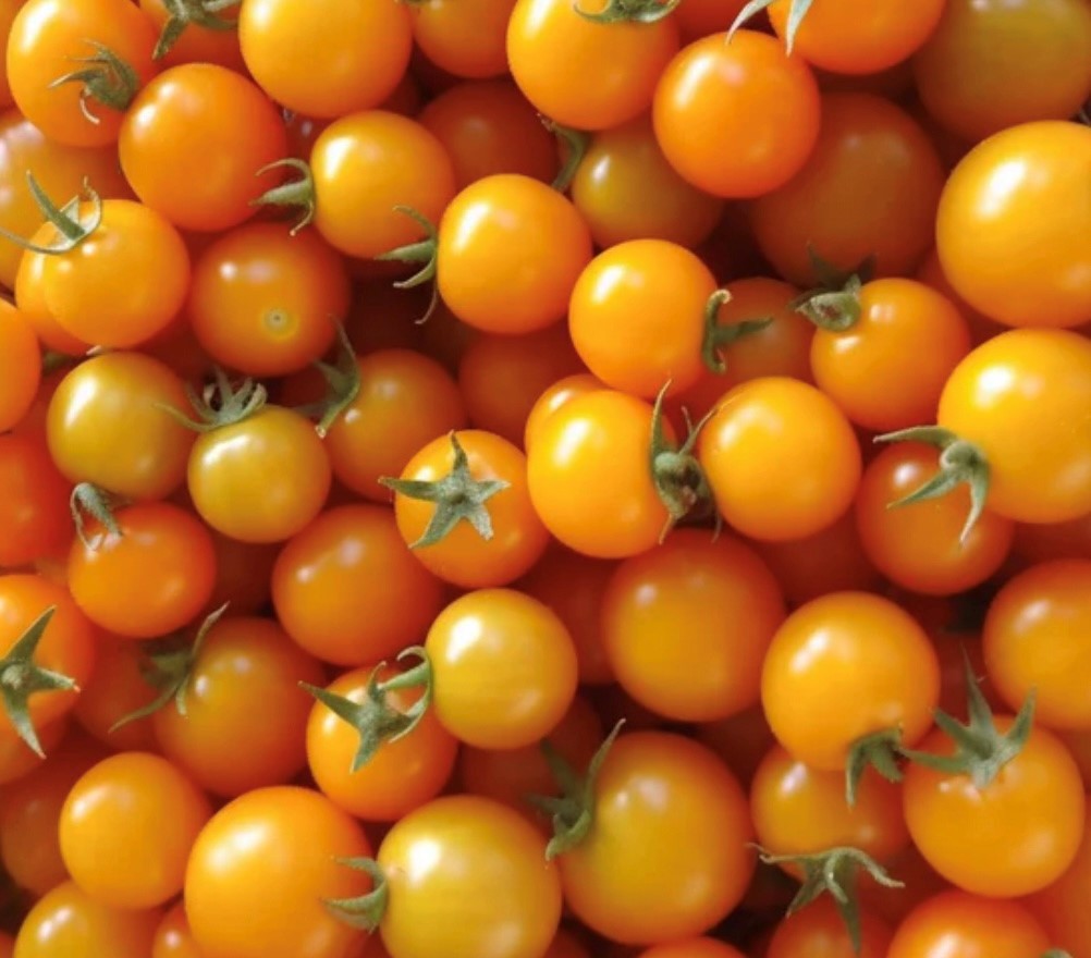 Sun Gold (F1 Hybrid) Tomato Seeds