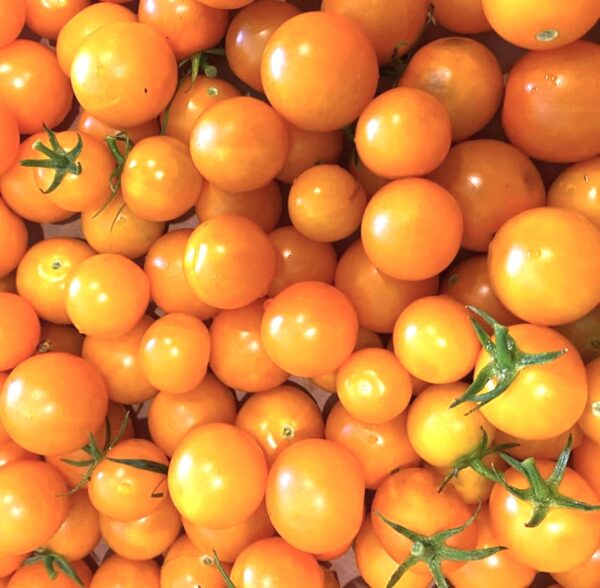 Sunsugar (F1 Hybrid) Tomato Seeds