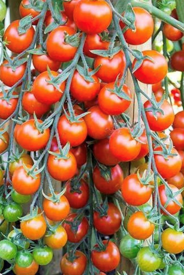 Super Sweet 100 (F1 Hybrid) Tomato Seeds