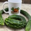 Suyo Long Cucumber Seeds | Heirloom