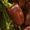 Sweet Pepper Collection | Seeds - Image 5