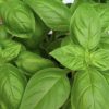 Sweet Basil Seeds | Heirloom