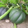Table Queen Acorn Winter Squash Seeds | Heirloom - Image 2