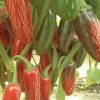 Jalapeno Pepper Collection | Hot | Seeds - Image 6