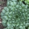 Rosette Tatsoi Seeds | Heirloom - Image 2
