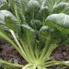 Tatsoi Seeds | Heirloom - Image 4