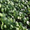 Tatsoi Seeds | Heirloom - Image 2