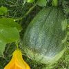 Tatume Squash Seeds | Heirloom