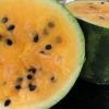 Watermelon Collection | Seeds - Image 2