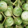 Eggplant Collection | Seeds - Image 10