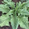 Viroflay Spinach Seeds | Heirloom
