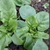 Viroflay Spinach Seeds | Heirloom - Image 2