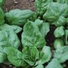 Viroflay Spinach Seeds | Heirloom - Image 3