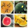 Watermelon Collection | Seeds