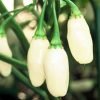 Habanero Pepper Collection | Hot | Seeds - Image 5