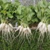 White Icicle Radish | Heirloom - Image 3