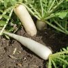 White Icicle Radish | Heirloom
