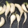White Icicle Radish | Heirloom - Image 4