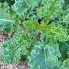 Kale Collection | Seeds - Image 7