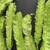 Winged Bean Seeds | Heirloom - Image 3