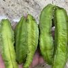 Winged Bean Seeds | Heirloom - Image 4