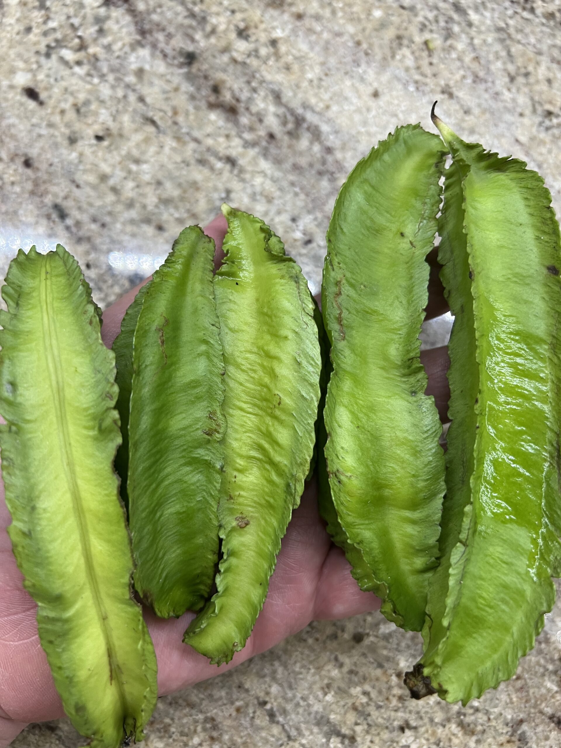 15 Urizun Asian / Japanese Winged Bean Seeds – Heirloom Climbing Bean