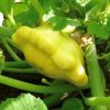 Yellow Bush Scallop Summer Squash Seeds | Heirloom