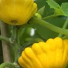 Yellow Bush Scallop Summer Squash Seeds | Heirloom - Image 2