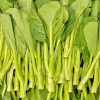 Yu Choy Sum (Jung Green) Seeds - Image 2