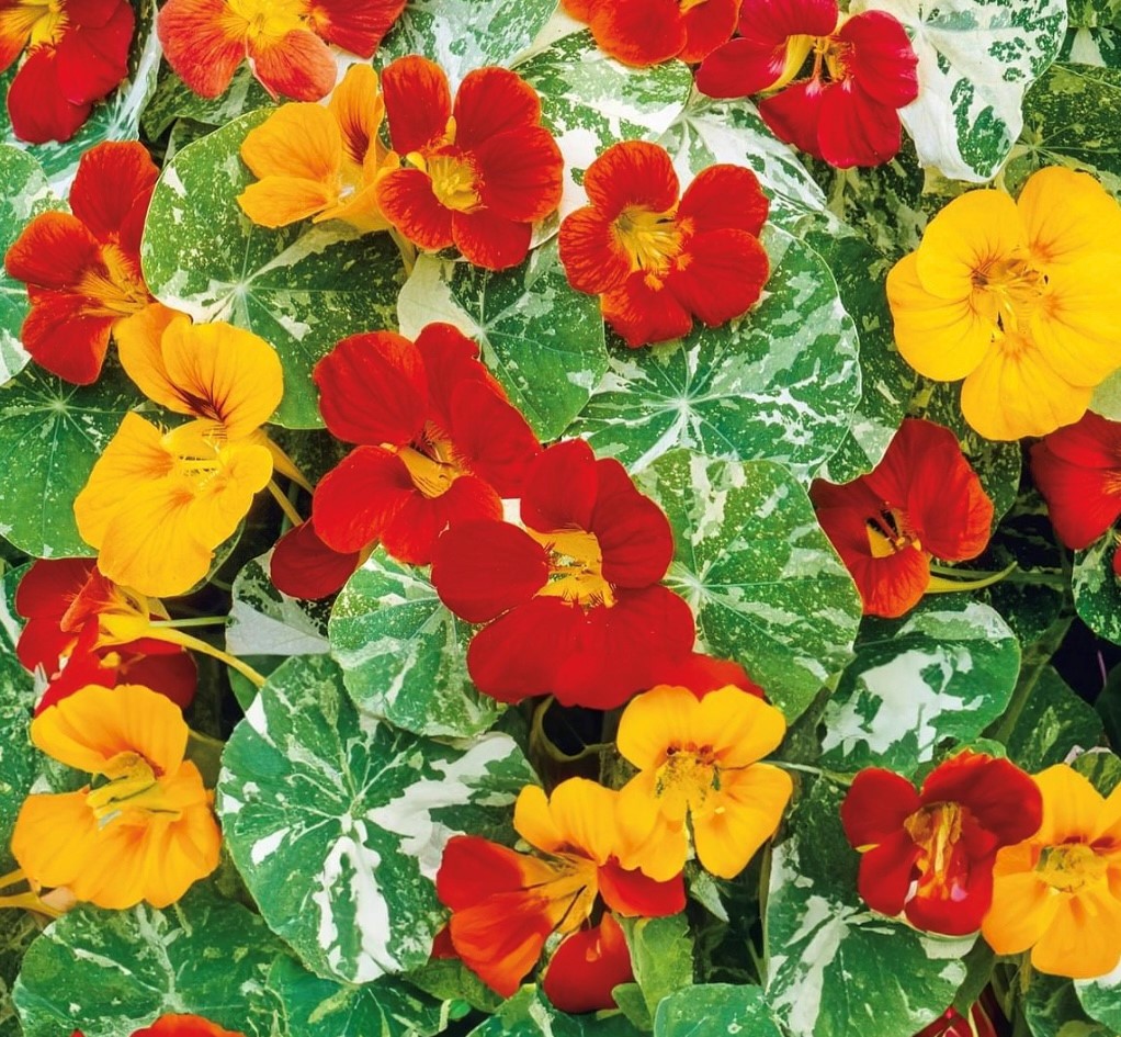 Alaska Nasturtium Flower Seed Mix