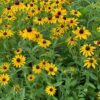 Black Eyed Susan Flower Seeds