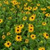 Black Eyed Susan Flower Seeds